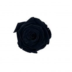 Welche Kriterien es bei dem Kauf die Schwarze rose kaufen zu bewerten gibt