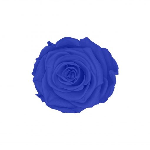 Blaue Infinityrose