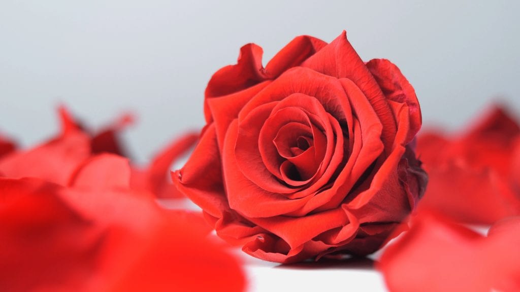 Rote Infinityrose umgeben von Rosenblättern